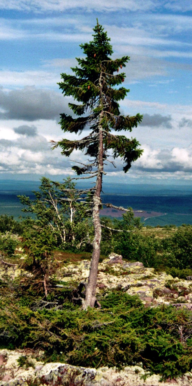 Vrldens ldsta trd Old Tjikko p Fulufjllet i Dalarna i Sverige.