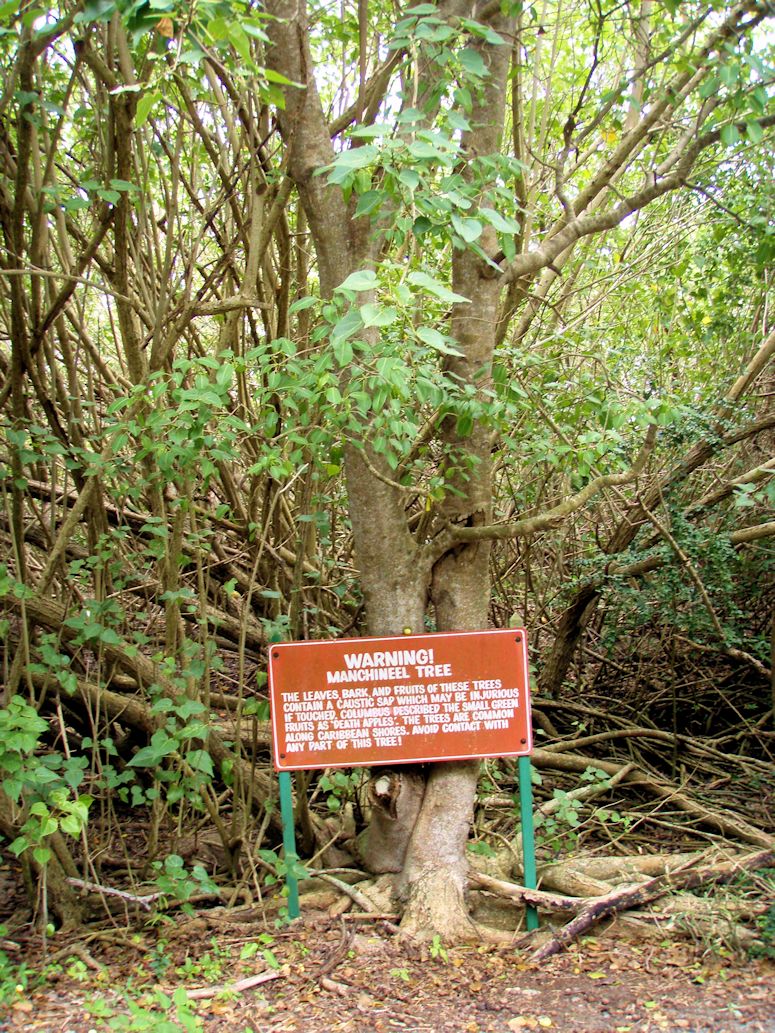 Vrldens farligaste trd, Manchineel.