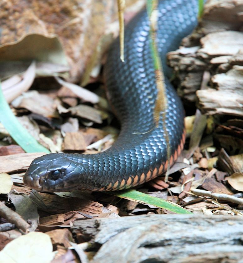 Inre taipan, även kallad ökentaipan - ormen med den starkaste giftet.
