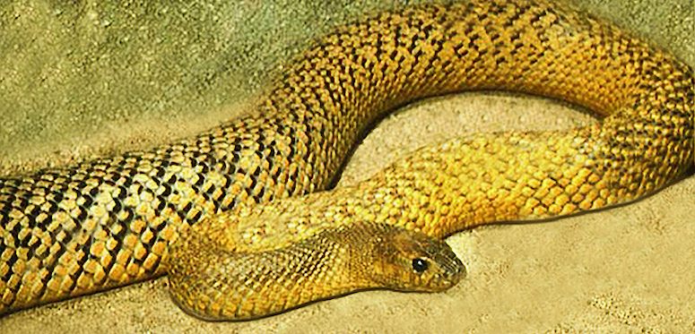 Inre taipan (ökentaipan), världens giftigaste orm.