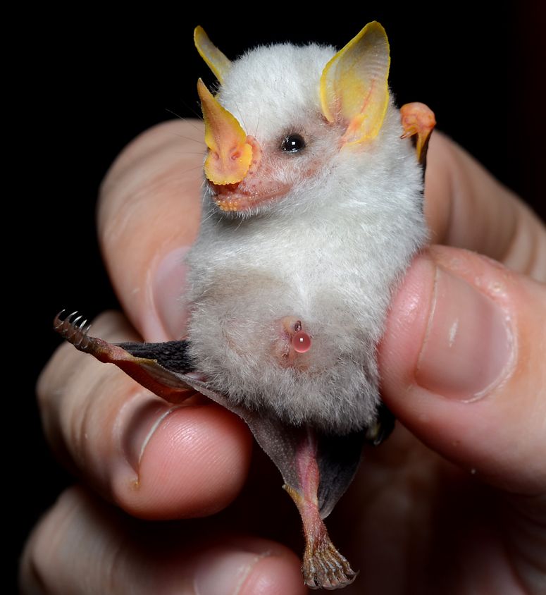 Vrldens gulligaste fladdermus Ectophylla alba i en hand