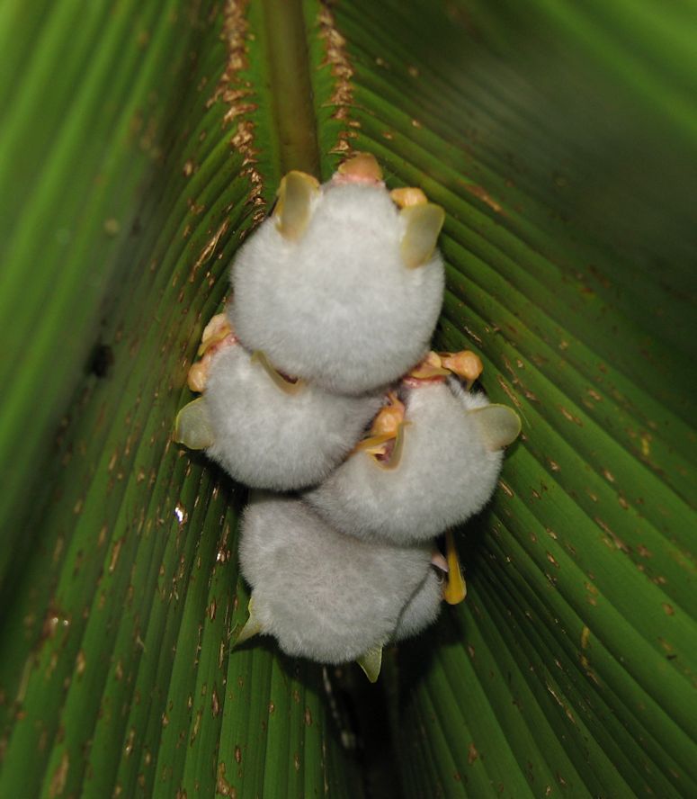 Vrldens gulligaste fladdermus Ectophylla alba under ett blad