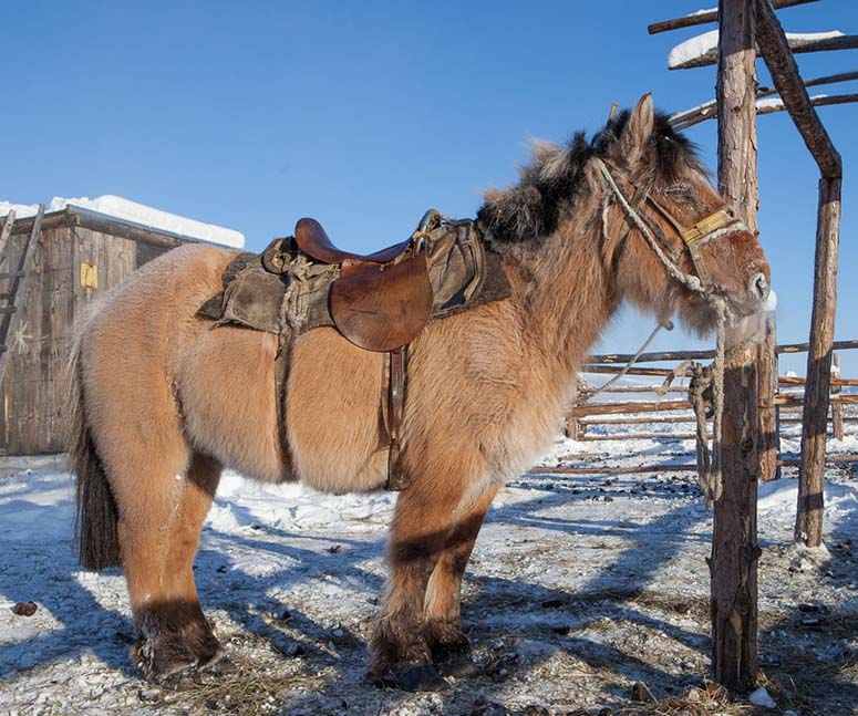 Häst i Oymyakon, världens kallaste bebodda plats
