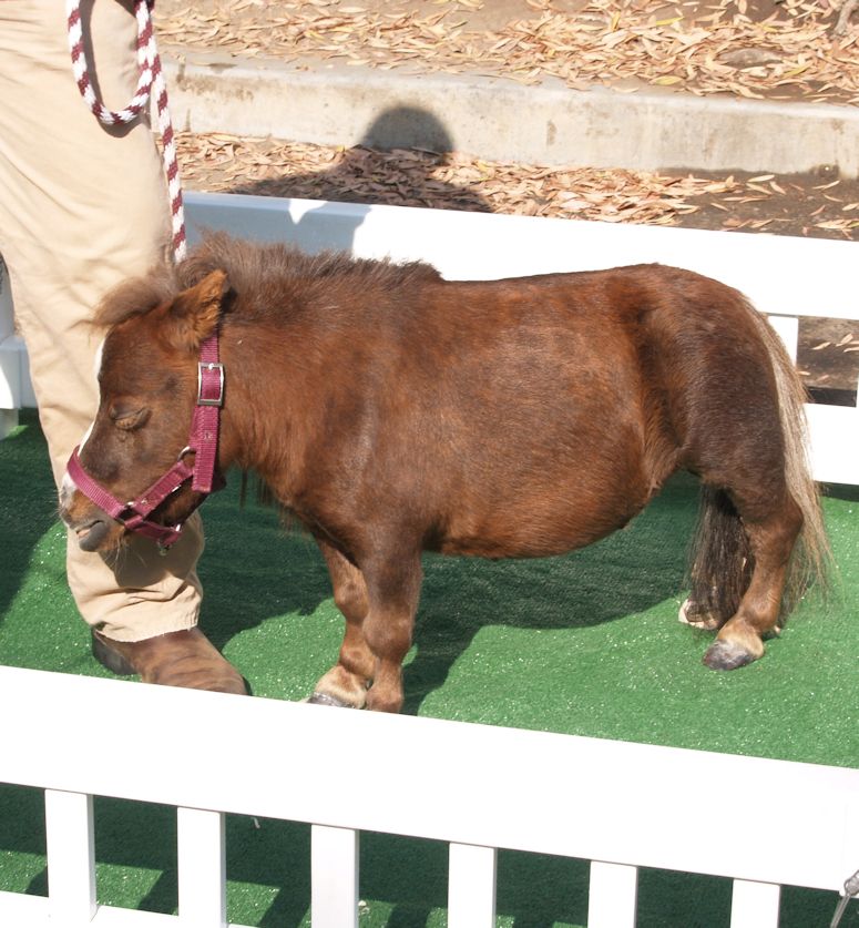 Världens minsta häst Thumbelina, en dvärgväxt amerikansk miniatyrhäst.