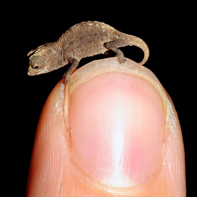 En av världens minsta reptiler och kameleonter Brookesia micra på en tändsticka.