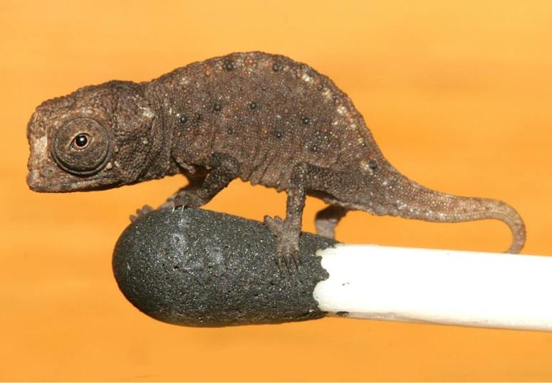 En av världens minsta reptiler och kameleonter Brookesia micra på ett finger.