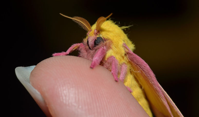 Vrldens staste fjril - rosa, gul och hrig Rosy Maple Moth