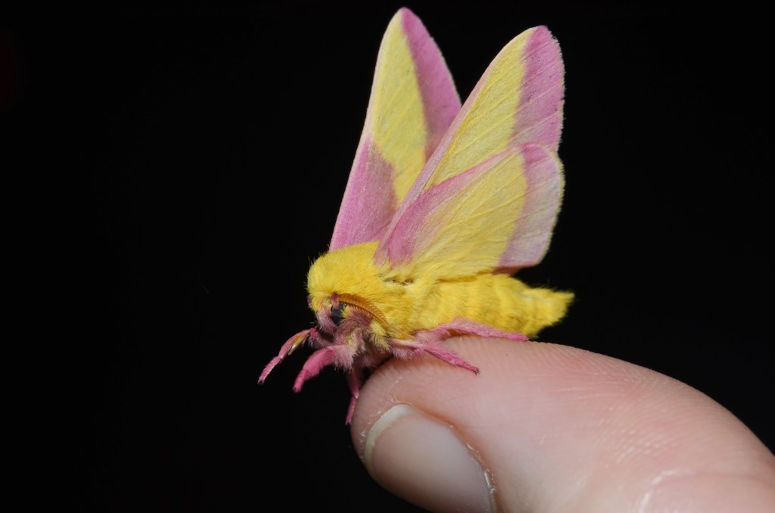 Världens sötaste fjäril - rosa, gul och hårig Rosy Maple Moth