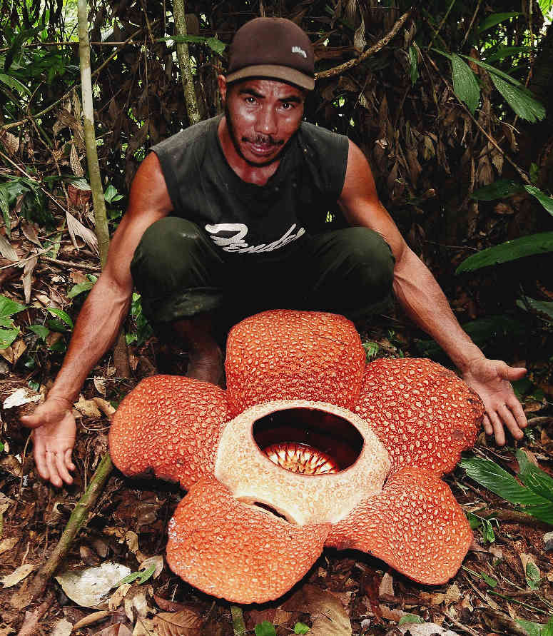 Världens största blomma Rafflesia arnoldii.