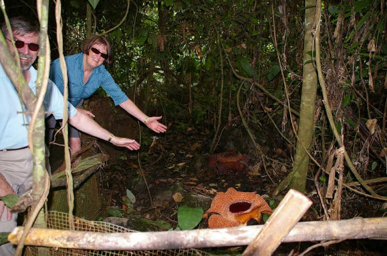 Vrldens strsta blomma Rafflesia arnoldii.