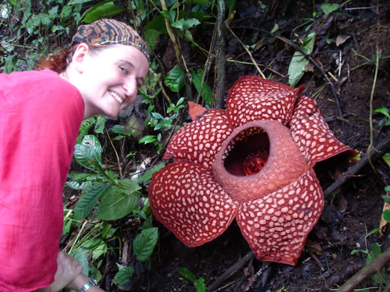 Vrldens strsta blomma Rafflesia arnoldii.