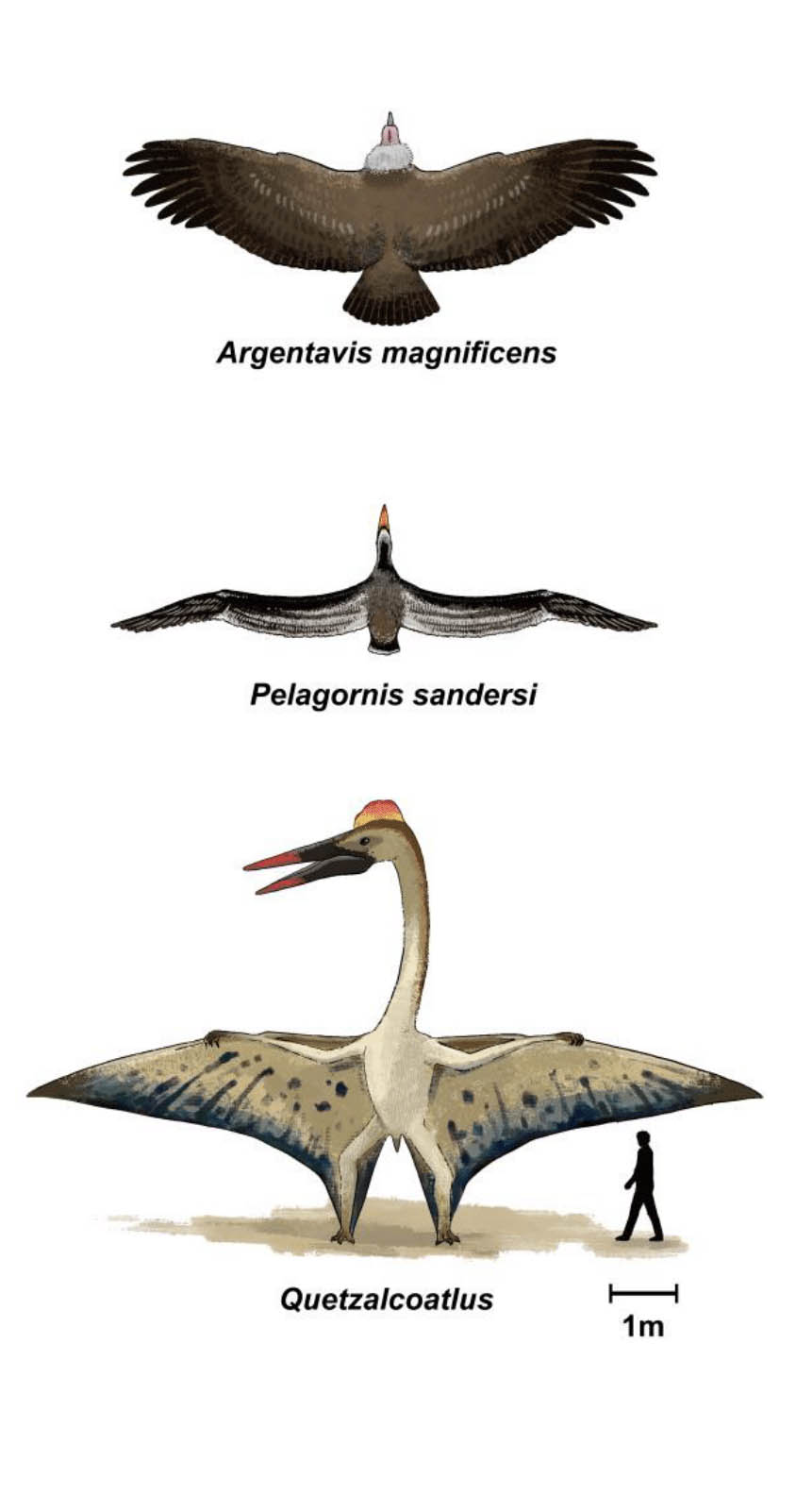 Fågeln med världens största vingspann någonsin Pelagornis sandersi.