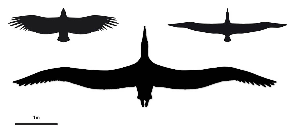 Pelagornis sandersi - fågeln som tros ha haft störst vingspann - jämförd med kondor (vänster) och den nu levande fågel med störst vingspann, vandringsalbatross (höger).