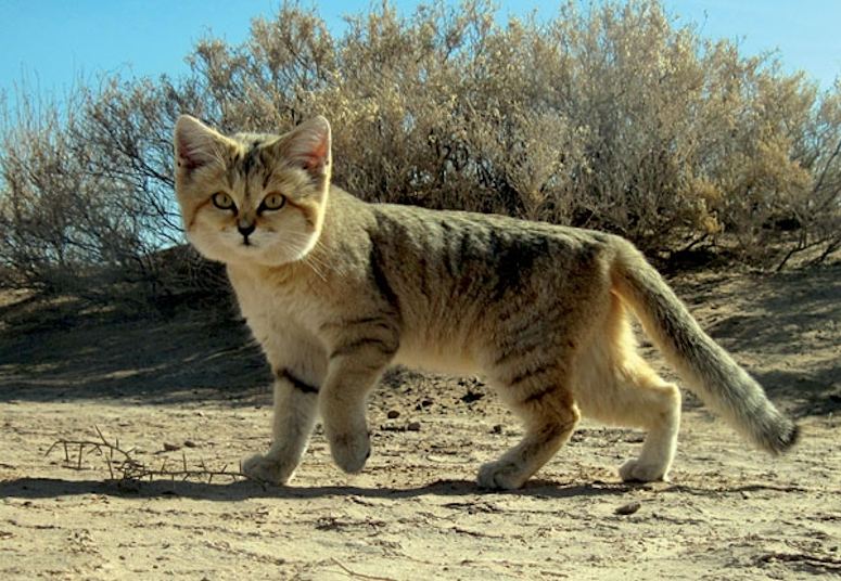 Sandkatt - vild katt som ser ut som en tamkatt