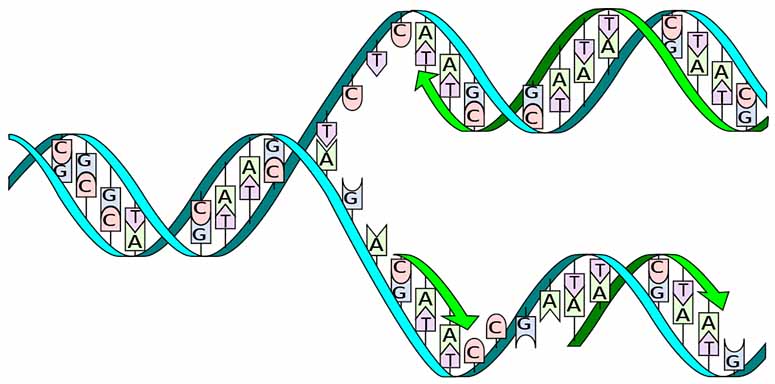 DNA-delning