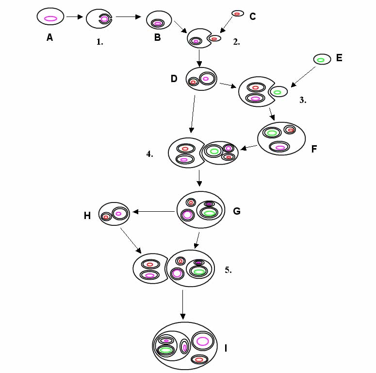 Endosymbios