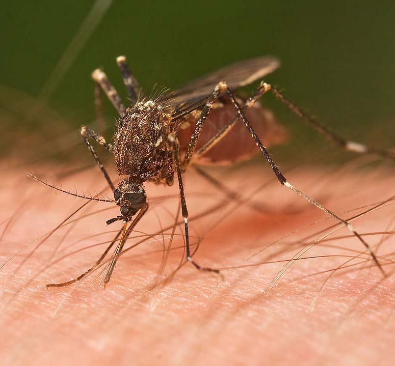 Myggan, världens farligaste djur