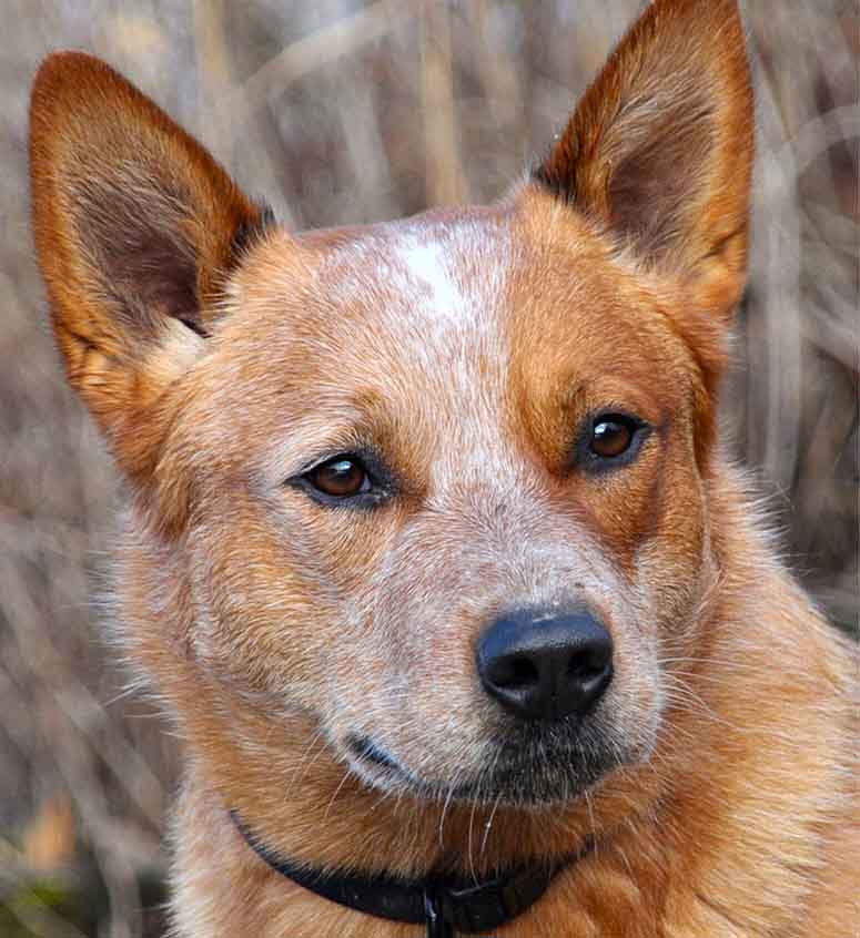 Australian cattledog