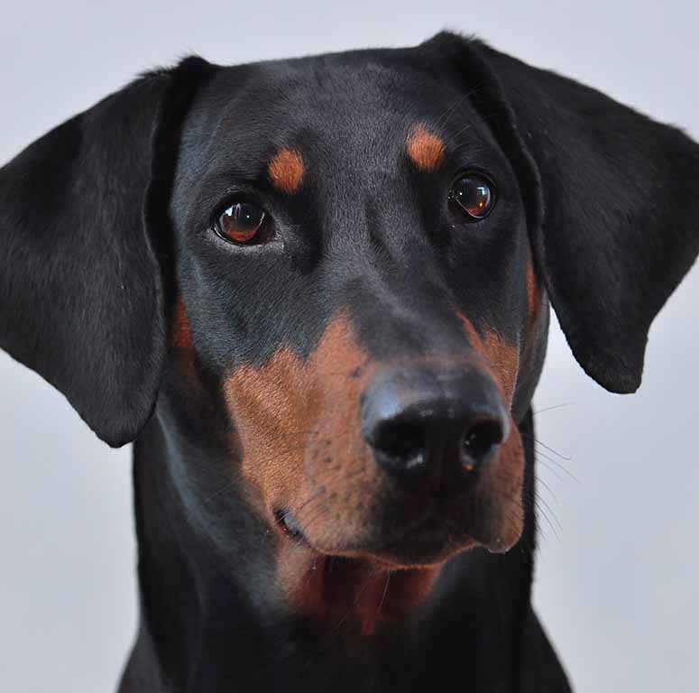 Dobermann