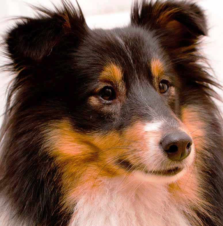 Shetland sheepdog