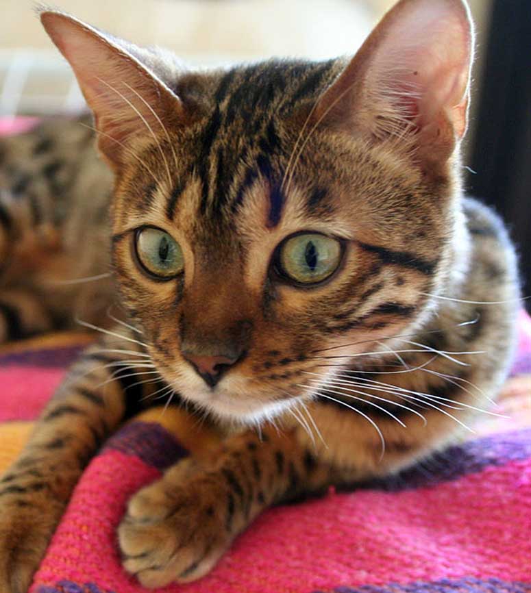 Bengal katt