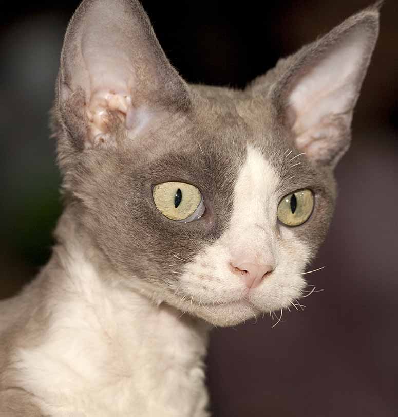 Devon rex