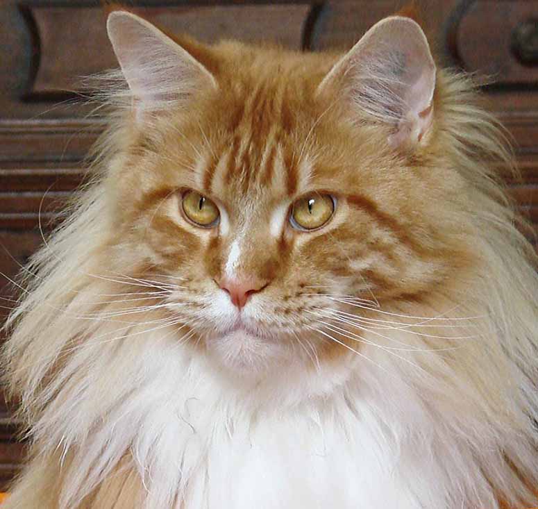 Maine coon