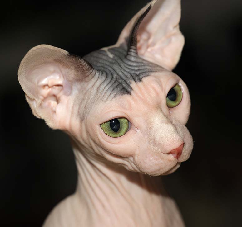 Kattrasen sphynx