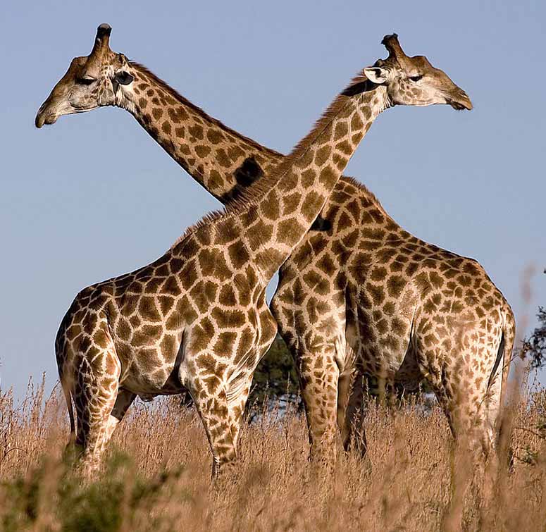 Giraff