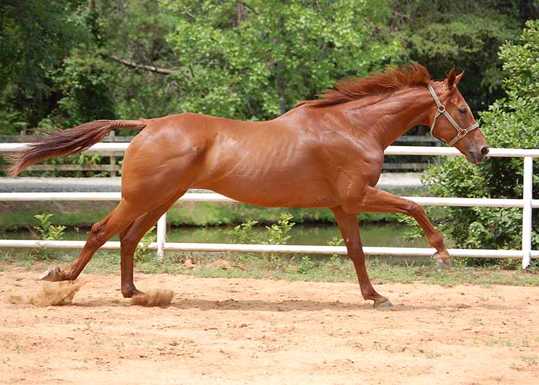 Quarterhäst - kanske världens snabbaste häst