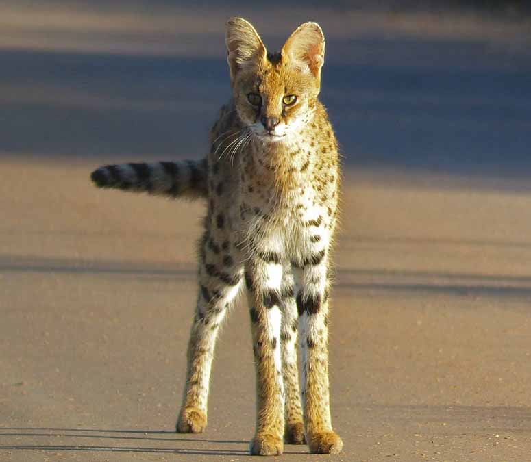 Serval