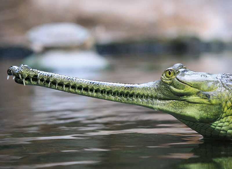 Gavial