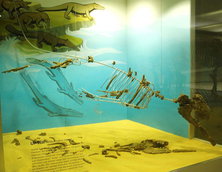 Fossil av Ambulocetus natans