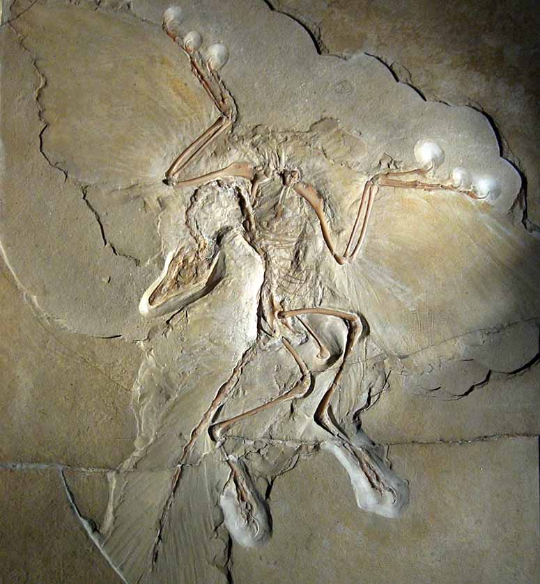 Fossil av Archaeopteryx lithographica