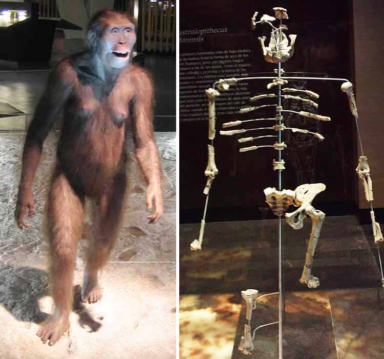 Australopithecus afarensis