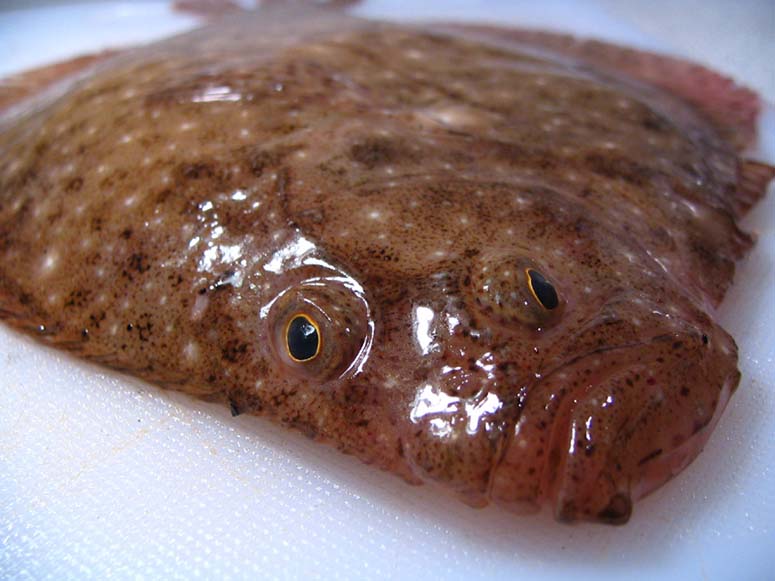 En plattfisk med sned mun och ögonen på samma sida av huvudet.