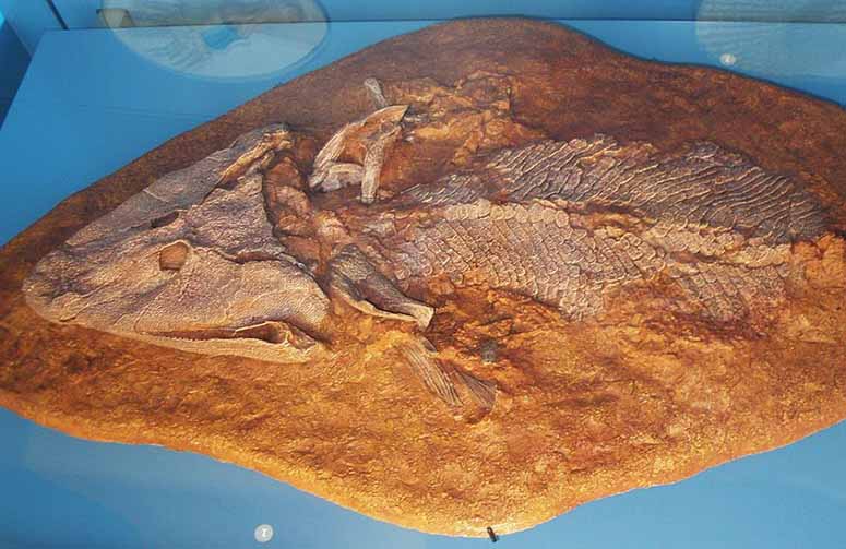 Fossil av Tiktaalik roseae