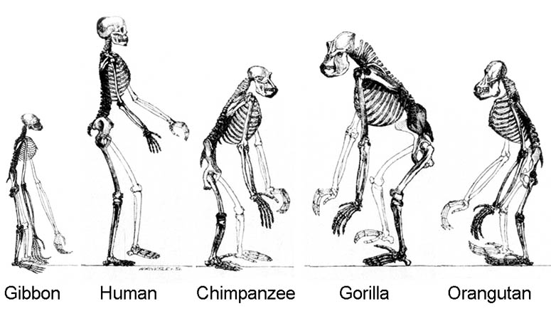 Skelett av olika apor
