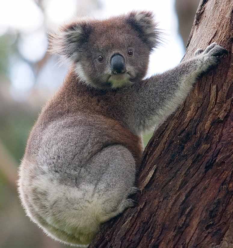 Koala